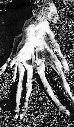 Baranek - ośmionogi