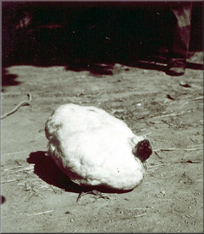 Mike - sławny bezgłowy kurczak (żył ponad rok bez głowy)