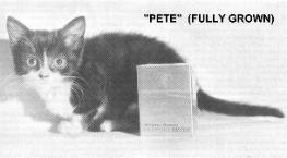 Kot (karłowatość, dorosły)