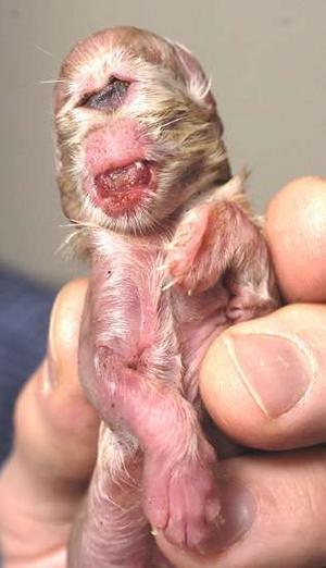 Kotek Cy (cyklopia/holoprozencefalia)