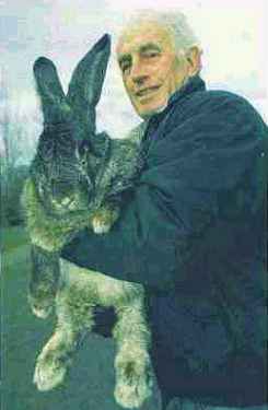 Królik - gigant - najsławniejszy na świecie