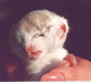 Kot o dwóch twarzach