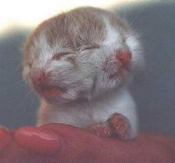 Kot o dwóch twarzach