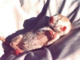 Kot o dwóch twarzach