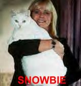 Kot Snowbie (otyłość nienaturalna)