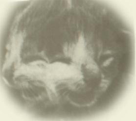 Kot o dwóch twarzach