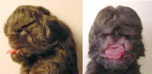 Kot o dwóch twarzach