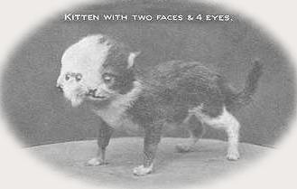 Kot o dwóch twarzach