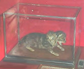 Kot o dwóch twarzach