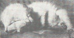 Kot o dwóch twarzach