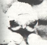 Kot o dwóch twarzach