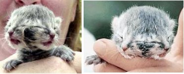 Kot o dwóch twarzach