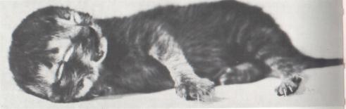 Kot o dwóch twarzach