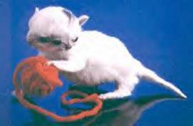 Kot o dwóch twarzach