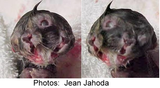 Kot o dwóch twarzach