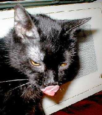 Kot z dwoma językami