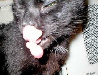 Kot z dwoma językami