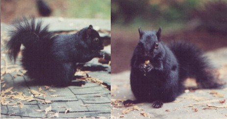 Wiewiórka (melanizm)