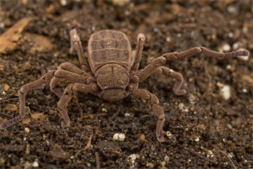 Nowy gatunek pająka (Ricinoides sp. n.)