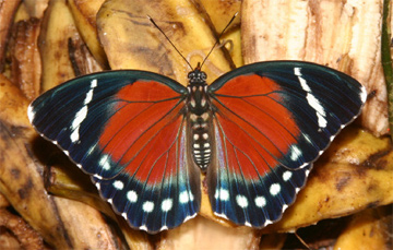 Leśnik zielony - okaz płci męskiej (Euphaedra zampa)