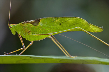 Nowy gatunek konika polnego (Tetraconcha sp. n.)