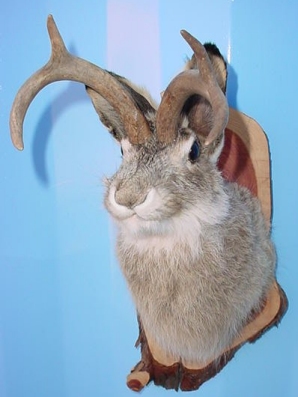 Jackalope