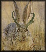 Jackalope