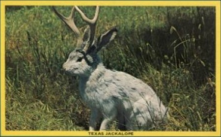 Jackalope