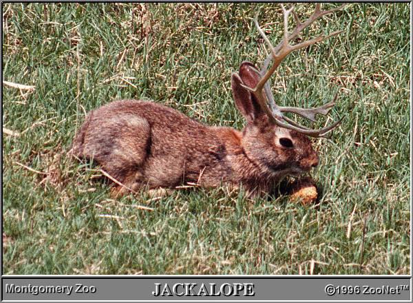 Jackalope