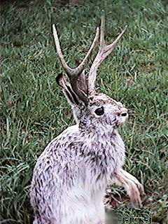 Jackalope