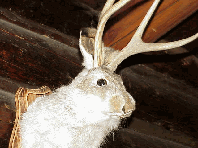 Jackalope