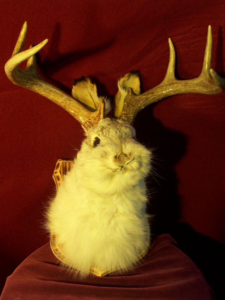 Jackalope
