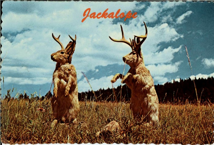 Jackalope
