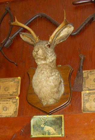 Jackalope