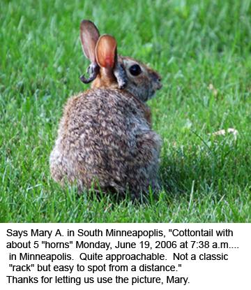 Jackalope (prawdziwy - zajęczak z CRPV)