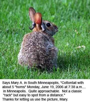 Jackalope (prawdziwy - zajęczak z CRPV)