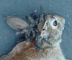 Jackalope (prawdziwy - zajęczak z CRPV)