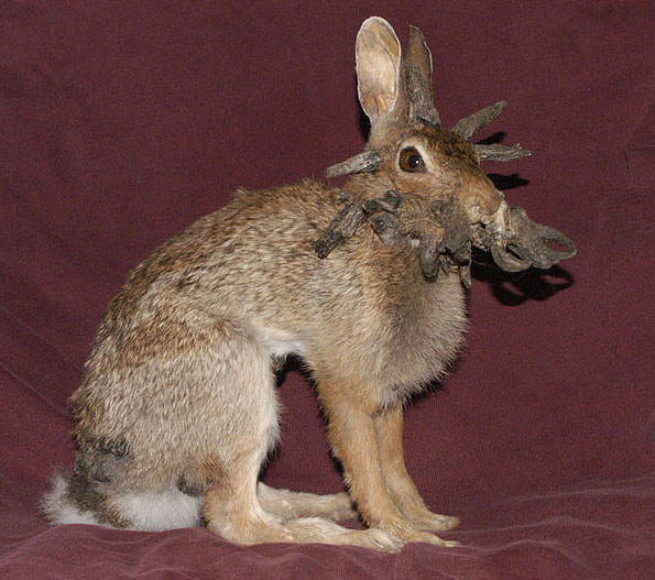 Jackalope (prawdziwy - zajęczak z CRPV)