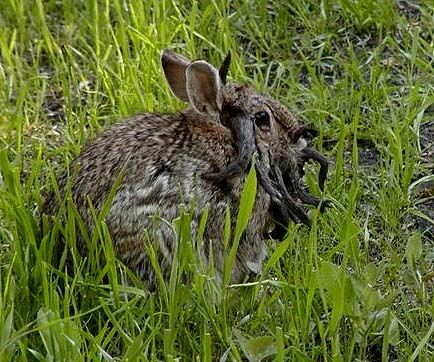 Jackalope (prawdziwy - zajęczak z CRPV)