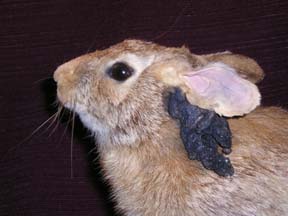 Jackalope (prawdziwy - zajęczak z CRPV)