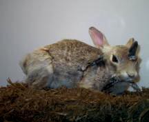 Jackalope (prawdziwy - zajęczak z CRPV)