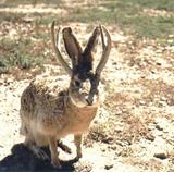 Jackalope
