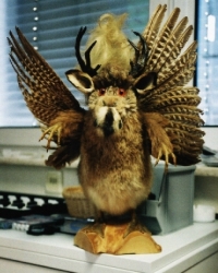 Wolpertinger