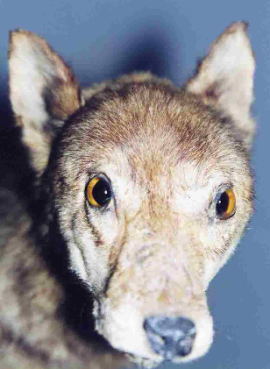 Japoński wilk karłowaty (głowa)- shamanu, okam