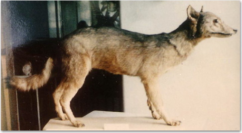 Japoński wilk karłowaty (shamanu)