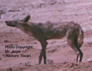 Niezidentyfikowany psowaty z Erytrei (najprawdopodobniej Canis lupus lupaster)