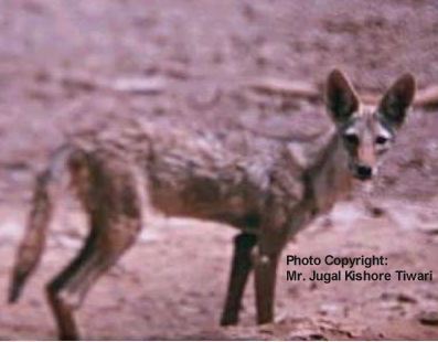 Niezidentyfikowany psowaty z Erytrei (najprawdopodobniej Canis lupus lupaster)