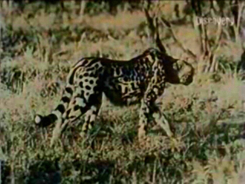 Nieznanego gatunku kot. Zdjęcie wykonane w Mozambiku (Afryka)