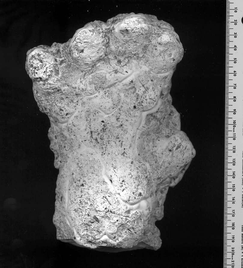 Orang Pendek - ślad z 2001 roku obok linijki