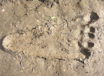 Borneo - 13 czerwca 2008 - ślady Bigfoota